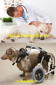 What To Do If Your Dog Is Hit By A Car Car Dog Dogs Animal Animals Doctor Your Dog Dogs Dog Poses