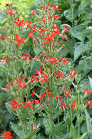 Image result for Silene