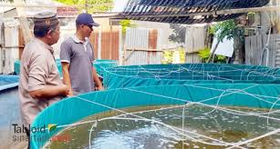 Maybe you would like to learn more about one of these? Arif Syahputra Budidaya Udang Sistem Bioflog Di Pekarangan Rumah