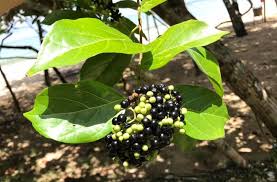 Image result for Premna velutina