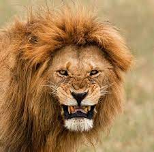 butterfly spirit lions photos lion pictures animals wild