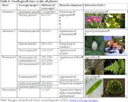 Image result for Pteris intricata