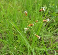 Image result for Fimbristylis aphylla