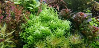 Image result for Rinorea elliptica