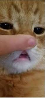 50 Funny Pictures For Today 491 Funnyfoto Cute Animals Animals Cute Funny Animals