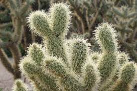 Department of agriculture plant hardiness zones 3 through 12 depending on the species, you can find. Jumping Cholla It Bites But It S Adorable Unusualseeds