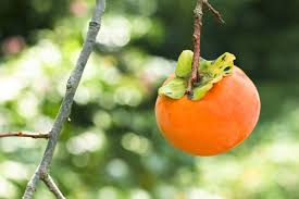 Persimmon on a tree coloring page. The Persimmon Tree Has Sweet Fruit And Gorgeous Fall Foliage Southern Living