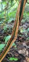 Image result for Cissus petiolata