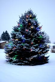 Outdoor Christmas Tree With Lights And Snow Picture Free Photograph Photos Public Domain Shop for snow frosted christmas tree online at target. outdoor christmas tree with lights and