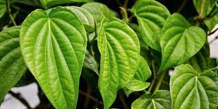 Daun sirih untuk cacar air. 5 Manfaat Daun Sirih Buat Tubuh Bisa Hilangkan Bau Ketek Merdeka Com