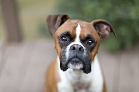 Boxer Full Profile History And Care
