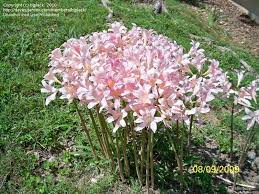 Pin On Gardening My Little Piece Of Heaven