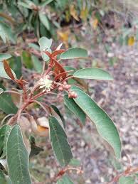 Image result for Croton gratissimus