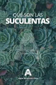 ¿cómo cuidar un cactus o suculenta? Los 31 Mejores Suculentas En Cascaras De Huevo Ideas Diy Inspiracion Decoracion Manualidades Originales Macetas Suculentas Macetas Originales Cascara De Huevo