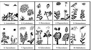 Image result for Zygophyllum leucocladum