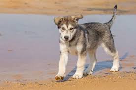 Find tamaskan puppies for sale on pets4you.com. Tamaskan Dog Breed Information And Owner S Guide Perfect Dog Breeds