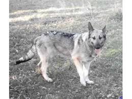 Sable german shepherds have grey, tan or silver fur with a black tint. Silver German Shepherd Picture Collection And Ideas Dogs Breed Youtube