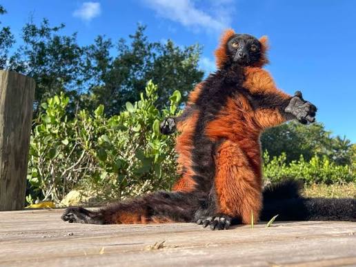 Cold mornings call for some “sun worshipping”! ☀️ Red ruffed lemurs like  Jalapeño often display this behavior by opening their arms wide and turning  toward the sun to warm up on cooler