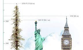 Maybe you would like to learn more about one of these? The Tallest Tree In The World Hyperion Our Planet