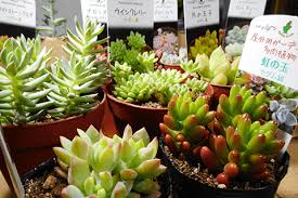 多肉植物の選び方 セダムは育て方や増やし方も簡単でビギナーにおすすめです