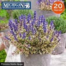 Shop with confidence when putting together your michigan bulb shade garden. Michigan Bulb Co Michiganbulb Twitter