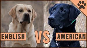 Herunder finder du en oversigt over aktuelle kuld af racen labrador retriever, der pt. American Labrador Vs English Labrador Youtube