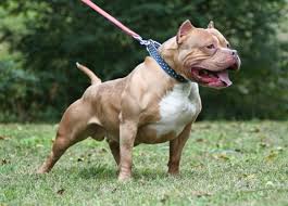 Đây là một giống chó có nguồn gốc từ pháp. Cho Bully Co Nhá»¯ng Loáº¡i Nao Ä'áº·c Ä'iá»ƒm Va Gia Ban