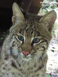 Good Morning Big Cat Rescue Friends Our Best Boy Flint Bobcat Is Looking Forward To The Weekend Have A Fantastic Flint Furid In 2021 Big Cat Rescue Big Cats Cats