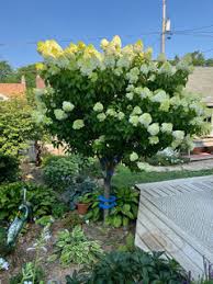 Image result for Vernonia nepetifolia