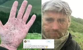 So what exactly are these little insects, and do they provide any benefits to nature or the area? Pesky Midges Cause Chaos Across Scotland Daily Mail Online