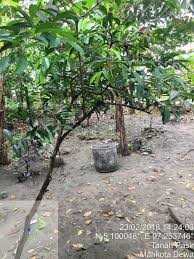 See more of kopi mahkota dewa on facebook. Tanaman Mahkota Dewa Steemit