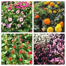 State of texas and the county seat and largest city of nueces county, it also extends into aransas, kleberg. Nursery Garden Center In Corpus Christi Tx Bay Area Landscape Nursery