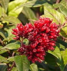 Image result for Clerodendrum fasciculatum