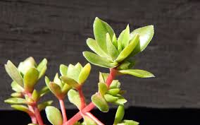 Image result for Crassula globularioides