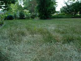 How often should i water my lawn? Water And Grass Garden Housecalls