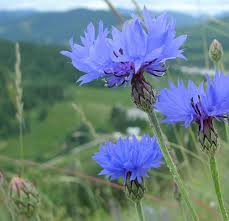 Check spelling or type a new query. Florasphere