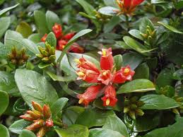 Image result for Burchellia