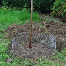 Damit obstbäume prächtig wachsen & leckere früchte tragen, muss man sie zur richtigen zeit pflanzen. Obstbaume Pflanzen Manufactum Gartenjahr