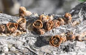 Image result for Apodanthaceae