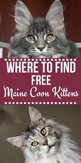 Pin On Cats