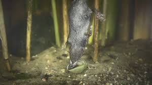 Garden of eden (magazin), a german. Naturfilm Tierfilm Hinz