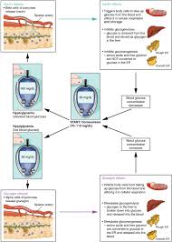 17 9 The Pancreas Anatomy Physiology