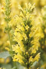 Image result for Asterochaete