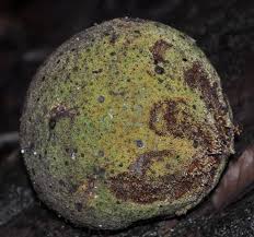 Image result for Treculia