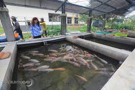 Ingin Budi Daya Ikan Nila Baiknya Perhatikan Tiga Unsur Berikut Madiuntoday