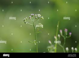 Image result for Monosis conferta