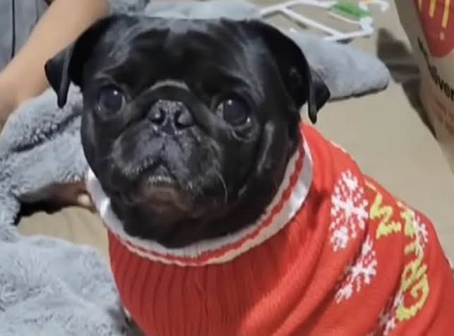 Georgia family questions pug euthanasia at senoia animal hospital