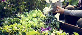 Maybe you would like to learn more about one of these? Tips On How To Grow A Vegetable Garden In Dubai Mybayut