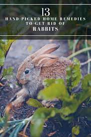We did not find results for: 13 Home Remedies To Get Rid Of Rabbits Rabbit Resistant Plants Garden Pests Japanese Beetles