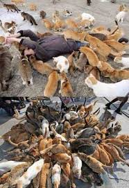 Alfred Hitchcocks Die Katzen Cute Funny Animals Crazy Cats Funny Animal Pictures
